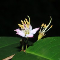 Mouriri guianensis Aubl.